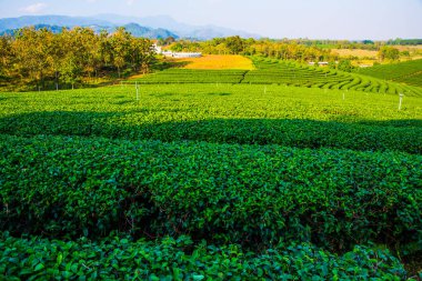Tayland, Tayland 'da çay çiftliği