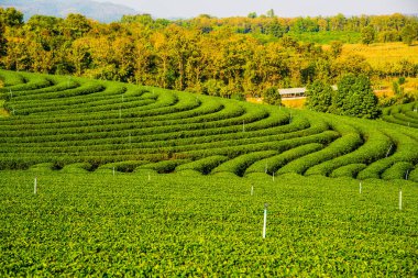 Tayland, Tayland 'da çay çiftliği
