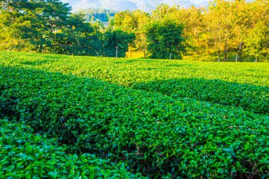 Tayland, Tayland 'da çay çiftliği
