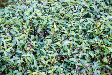 Çay Çiftliği Arkaplanı, Tayland