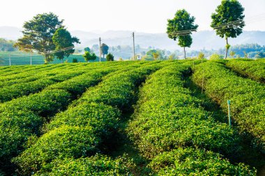 Tayland, Tayland 'da çay çiftliği