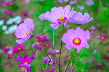 Bahçedeki Pembe Kozmos Çiçekleri, Chiangmai Eyaleti.