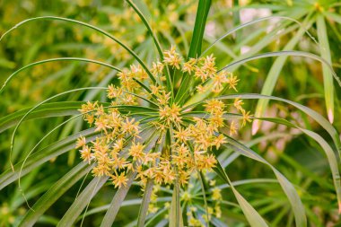 Şemsiye Bitkisi 'nin Doğal Arkaplan Çiçeği
