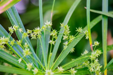Şemsiye Bitkisi 'nin Doğal Arkaplan Çiçeği