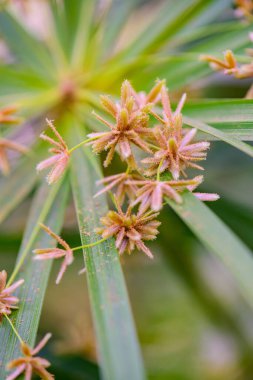 Şemsiye Bitkisi 'nin Doğal Arkaplan Çiçeği