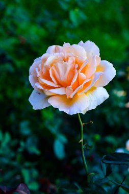 Sadece Joey Rose Chiangmai, Tayland 'da..