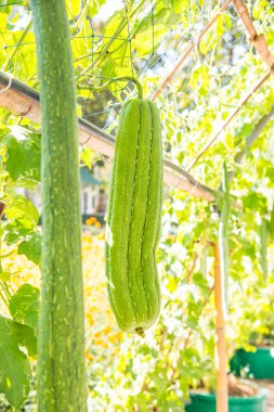 Taze kabak ağacı, Tayland