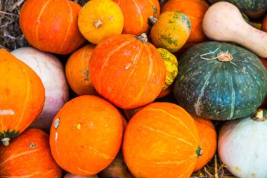 Tayland, Balkabağı Grubu