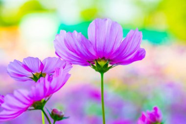 Yakın kainat çiçekleri, Tayland