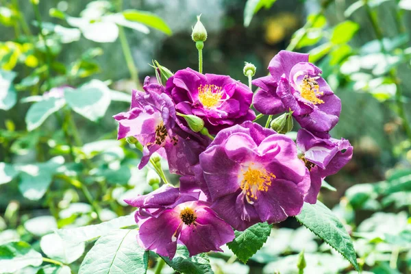 Hans Gonewein Rose or Violet Rose in Garden, Thailand.