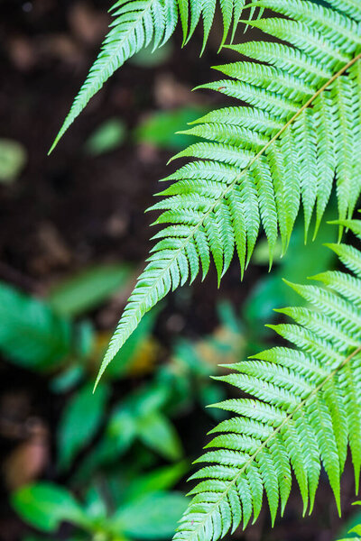 Fern leaf with natural green background, Thailand.