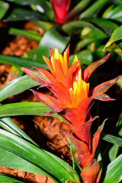 Botanik Bahçesinde Bromeliad Çiçeği, Chiang Mai Eyaleti.