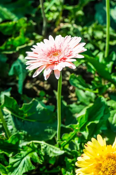 Pembe Gerbera Park, Tayland.