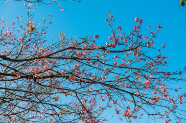 Chiangmai Eyaleti, Tayland 'daki Kiraz Çiçeği Parkı