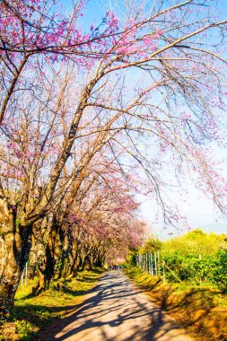 Chiangmai Eyaleti, Tayland 'daki Kiraz Çiçeği Parkı