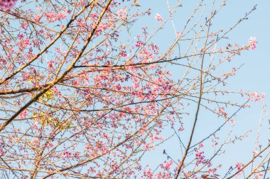 Chiangmai Eyaleti, Tayland 'daki Kiraz Çiçeği Parkı