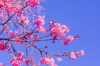 Chiangmai Eyaleti, Tayland 'da Kiraz Çiçekleri