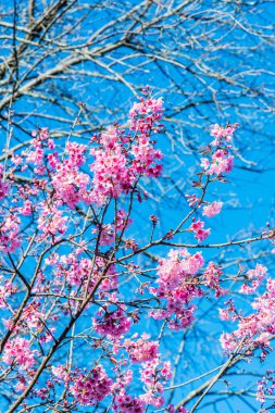 Chiangmai Eyaleti, Tayland 'da Kiraz Çiçekleri