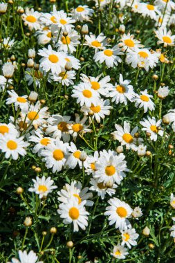 Su damlalı beyaz çiçekler, Tayland