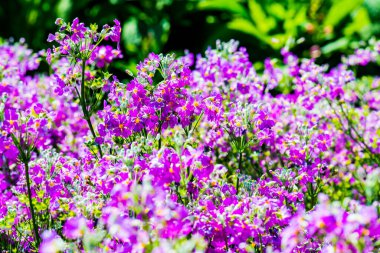 Menekşe çiçeklerinin arka planı, Tayland