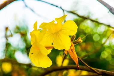 Cüce Altın Trompet çiçek Tayland, Tayland