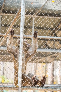 Rhesus Macaque, Tayland 'daki kafeste.
