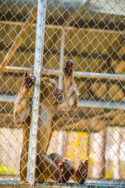 Rhesus Macaque, Tayland 'daki kafeste.