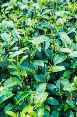 Yeşil çay yapraklarının arka planı, Tayland
