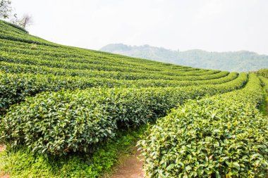 Tayland, Tayland 'da çay çiftliği