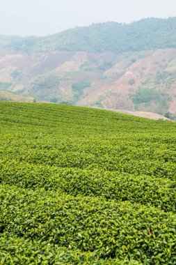 Tayland, Tayland 'da çay çiftliği