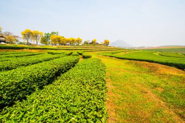 Tayland, Tayland 'da Çay Çiftliği manzarası