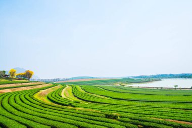 Tayland, Tayland 'da Çay Çiftliği manzarası