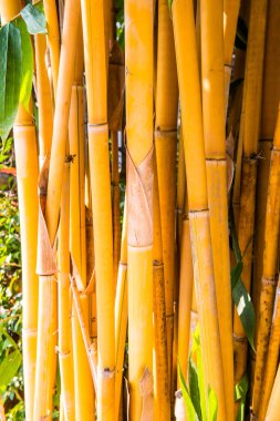 Sarı bambu arka plan, Tayland
