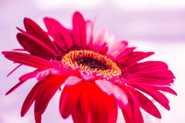 Tayland, Gerbera çiçeğine yakın.