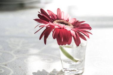 Camda Gerbera çiçeği, Tayland