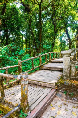 Doi Inthanon Ulusal Parkı 'nda Doi Trail, Tayland