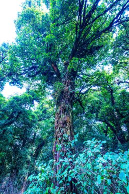 Doi Inthanon Ulusal Parkı, Tayland 'da Büyük Ağaç