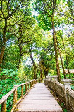 Doi Inthanon Ulusal Parkı 'nda Doi Trail, Tayland