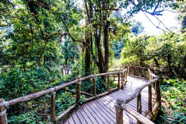 Doi Inthanon Ulusal Parkı 'nda Doi Trail, Tayland