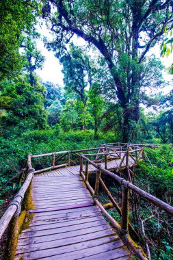 Doi Inthanon Ulusal Parkı 'nda Doi Trail, Tayland