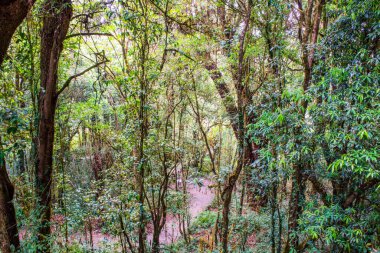 Doi Inthanon Ulusal Parkı, Tayland 'da orman bolluğu