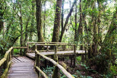 Doi Inthanon Ulusal Parkı 'nda Doi Trail, Tayland