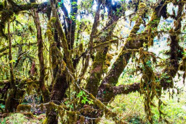 Doi Inthanon Ulusal Parkı, Tayland 'da orman bolluğu