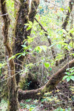 Doi Inthanon Ulusal Parkı, Tayland 'da orman bolluğu
