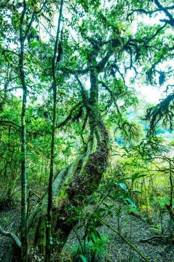 Doi Inthanon Ulusal Parkı, Tayland 'da orman bolluğu