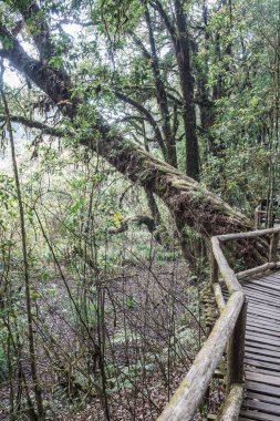 Doi Inthanon Ulusal Parkı 'nda Doi Trail, Tayland