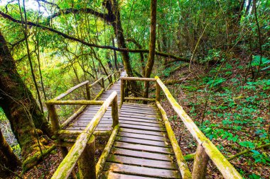 Doi Inthanon Ulusal Parkı 'nda Doi Trail, Tayland