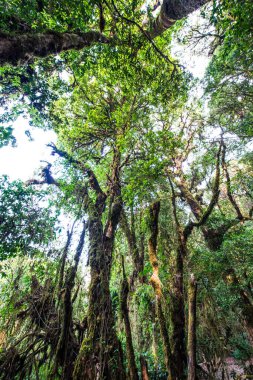 Doi Inthanon Ulusal Parkı, Tayland 'da orman bolluğu