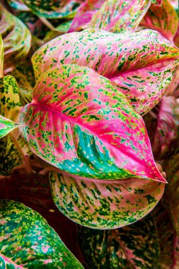 Caladium yaprakları arka planda, Tayland