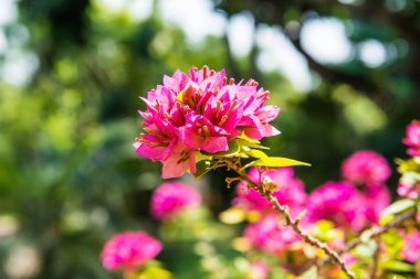 Park, Tayland 'da Bougainvillea çiçeği